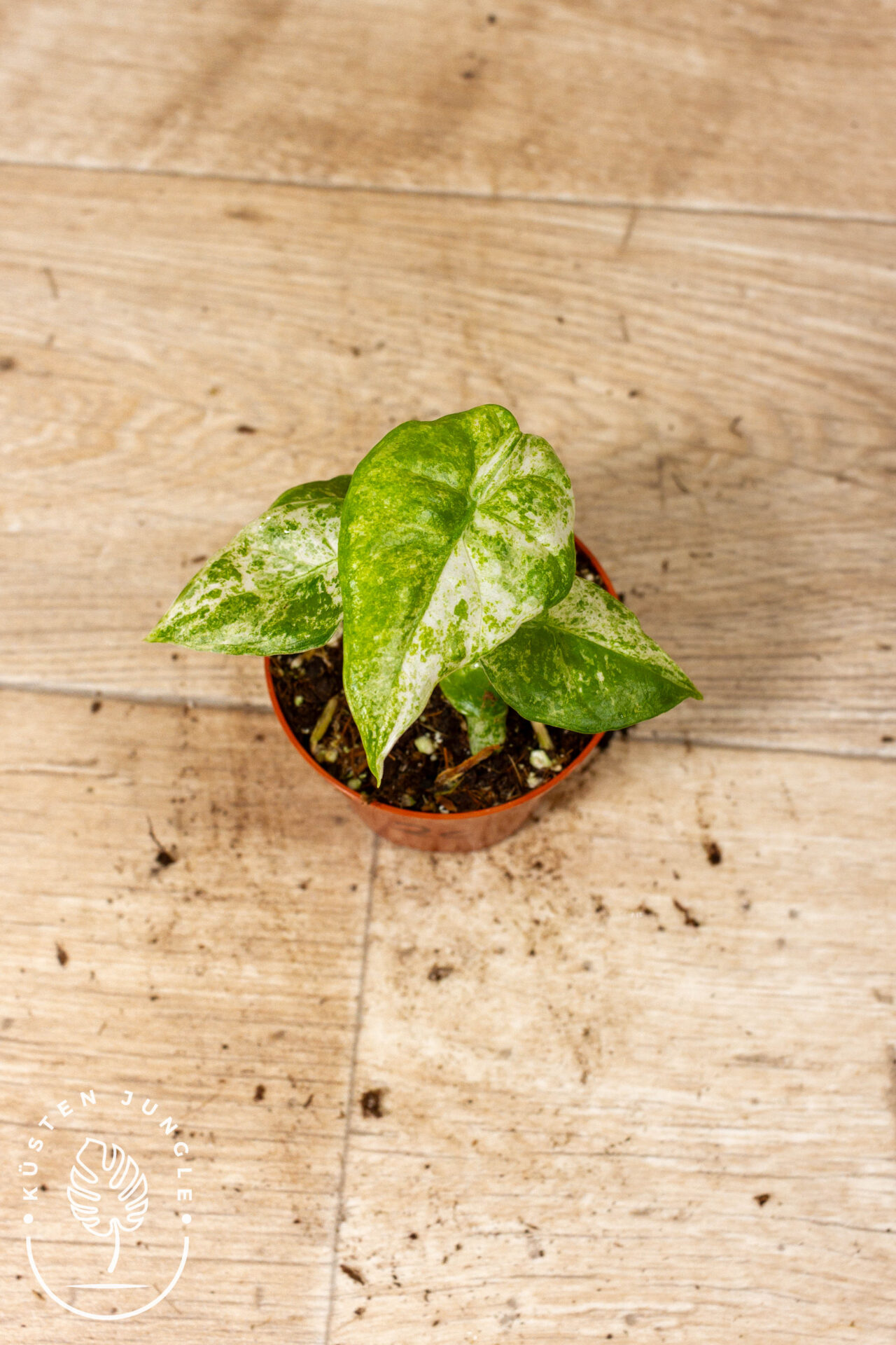 Alocasia Odora Batik 002C WYSIWYG