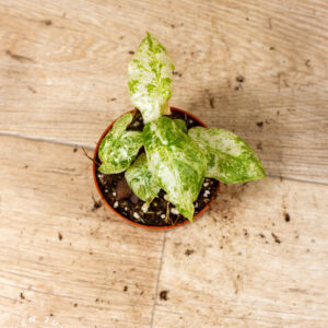 Alocasia Odora Batik 003C WYSIWYG