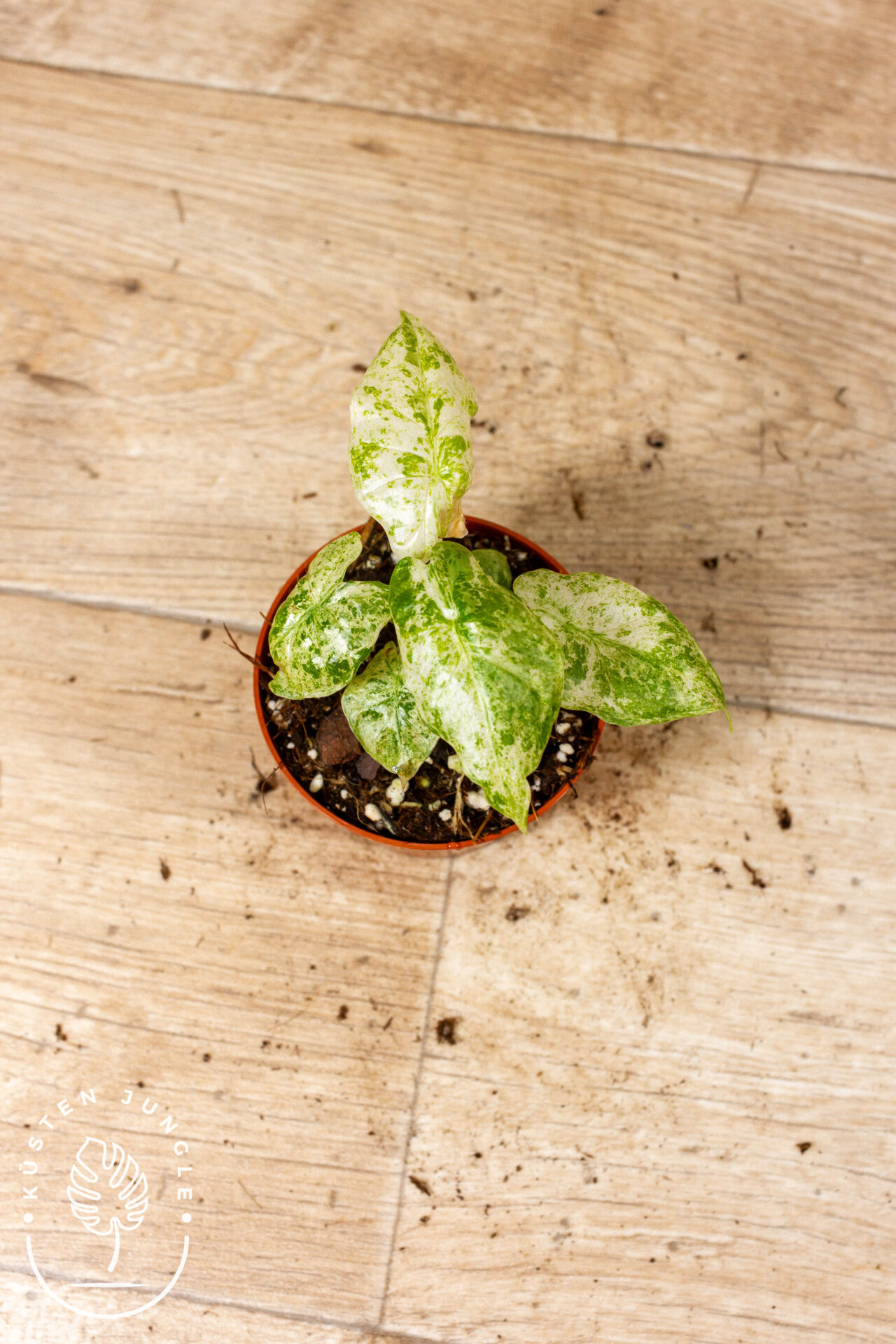 Alocasia Odora Batik 003C WYSIWYG