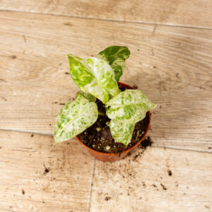 Alocasia Odora Batik 004C WYSIWYG