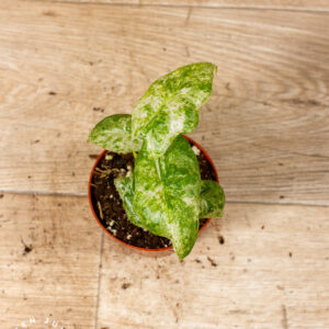 Alocasia Odora Batik 005C WYSIWYG