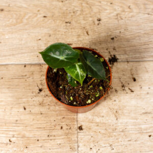 Alocasia Mandalay 001C WYSIWYG