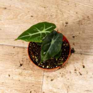 Alocasia Mandalay 003C WYSIWYG