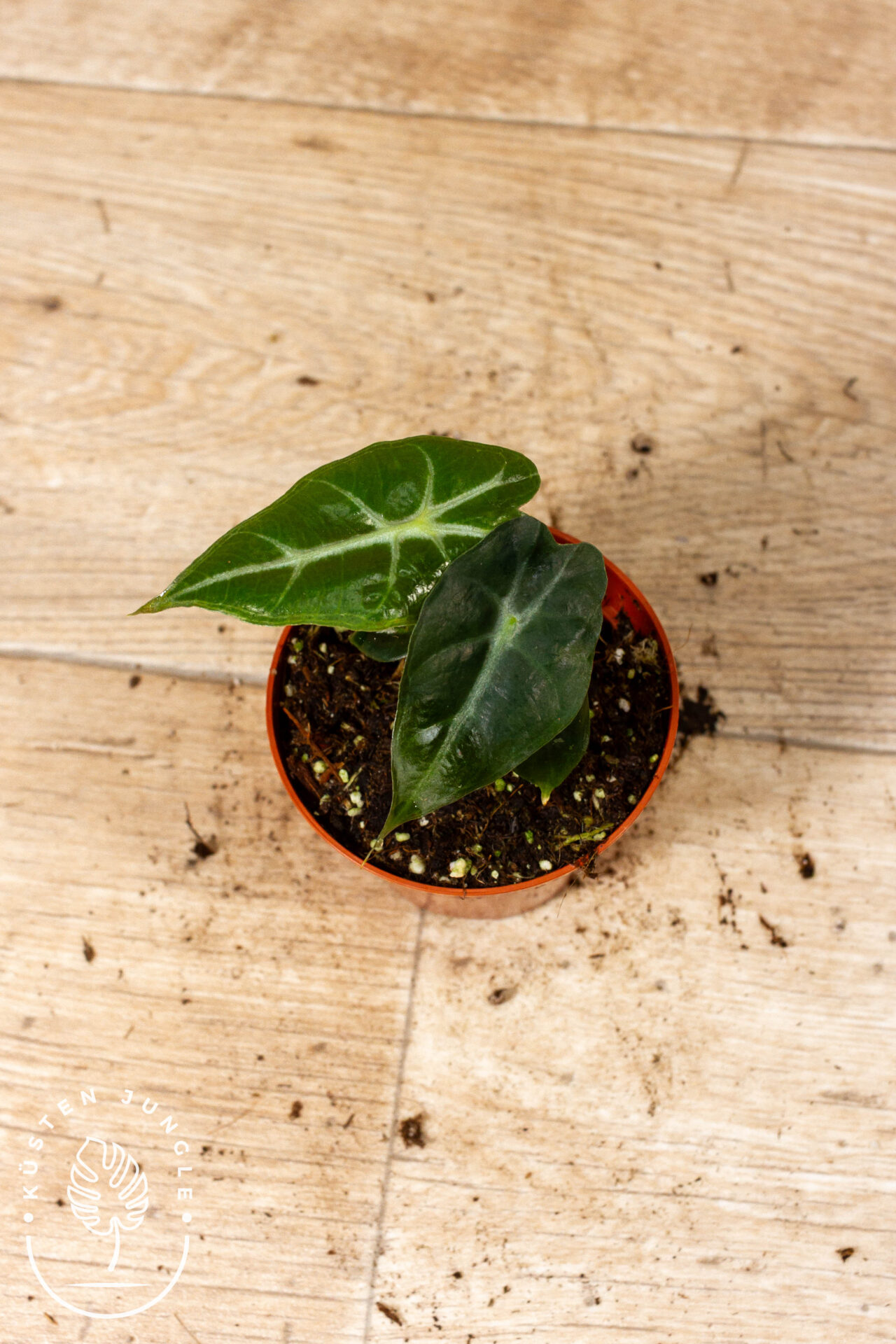 Alocasia Mandalay 003C WYSIWYG