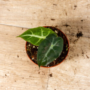 Alocasia Mandalay 004C WYSIWYG