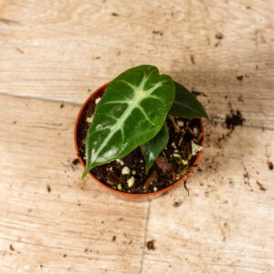 Alocasia Mandalay 005C WYSIWYG