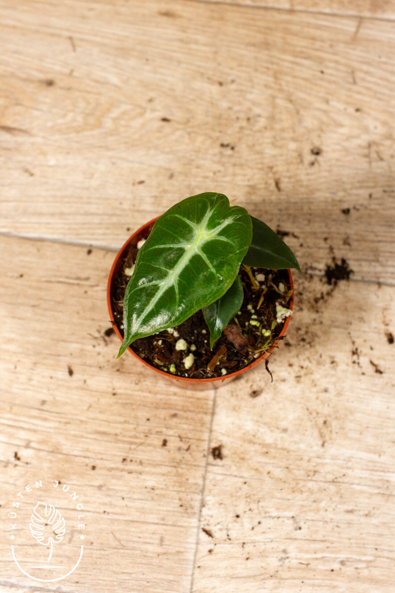 Alocasia Mandalay 005C WYSIWYG