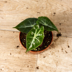 Alocasia Mandalay 006C WYSIWYG