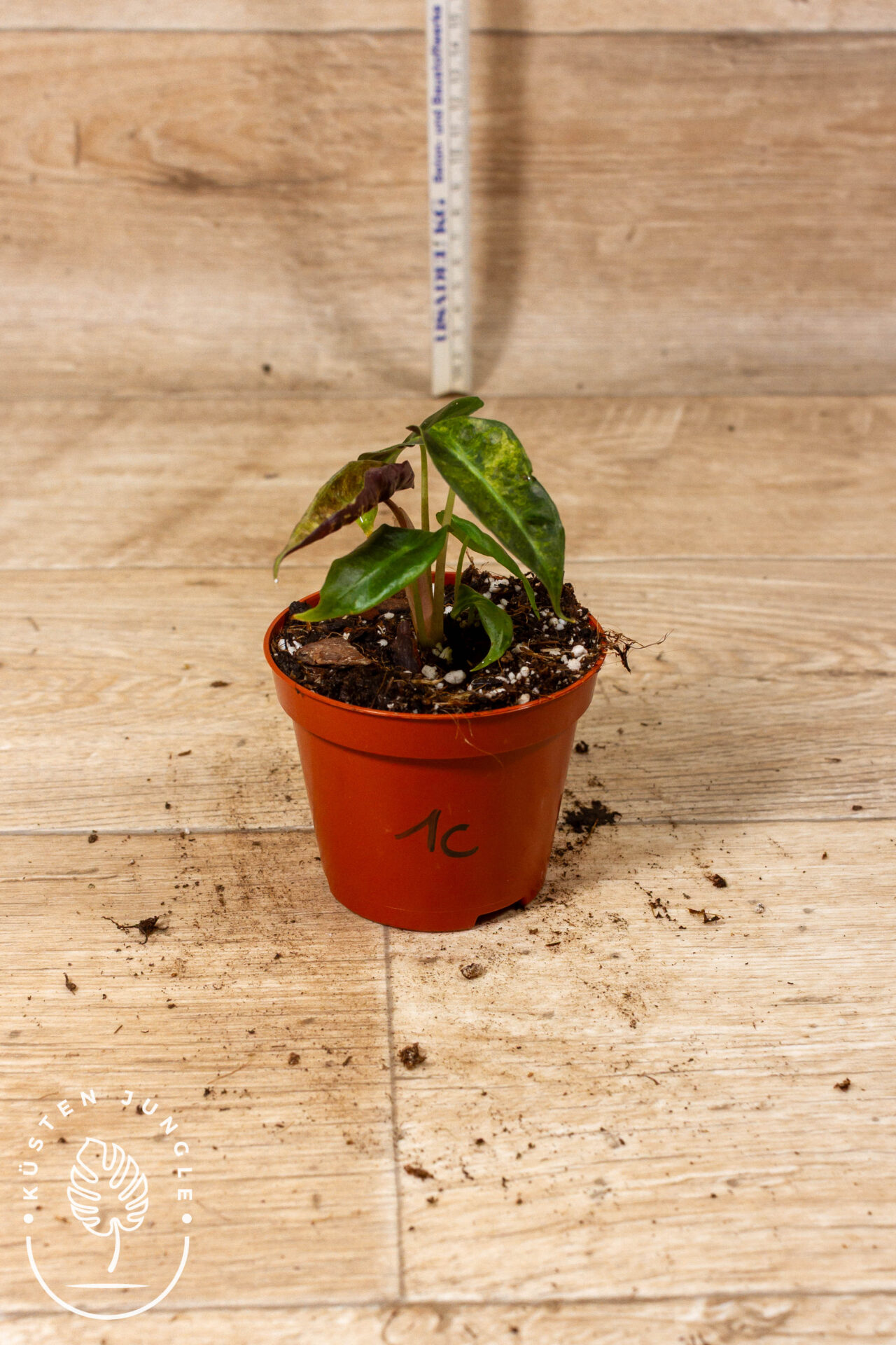 Alocasia Polly Aurea Variegata 001C WYSIWYG – Bild 2