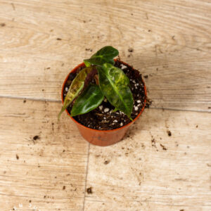 Alocasia Polly Yellow Variegata 001C WYSIWYG