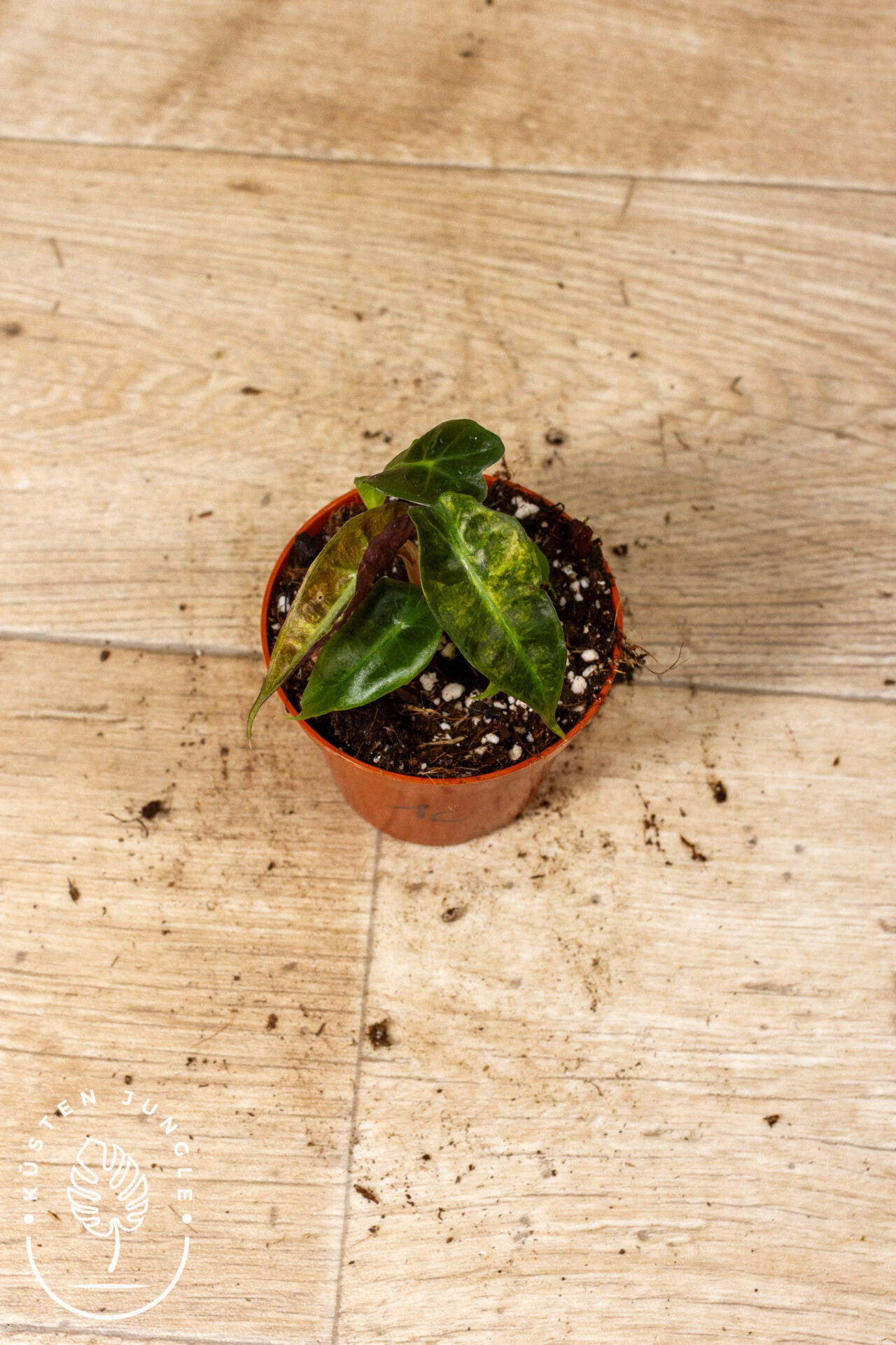 Alocasia Polly Aurea Variegata 001C WYSIWYG