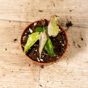 Alocasia Polly Aurea Variegata 002C WYSIWYG