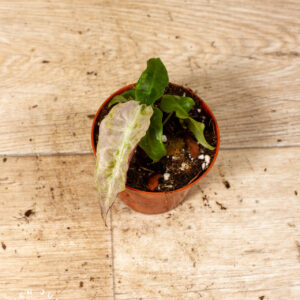 Alocasia Polly Aurea Variegata 003C WYSIWYG