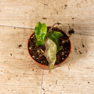 Alocasia Polly Aurea Variegata 005C WYSIWYG