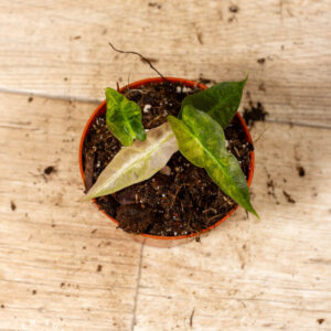 Alocasia Polly Aurea Variegata 006C WYSIWYG