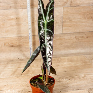 Alocasia longiloba purple 001C WYSIWYG