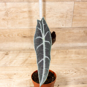 Alocasia longiloba purple 002C WYSIWYG