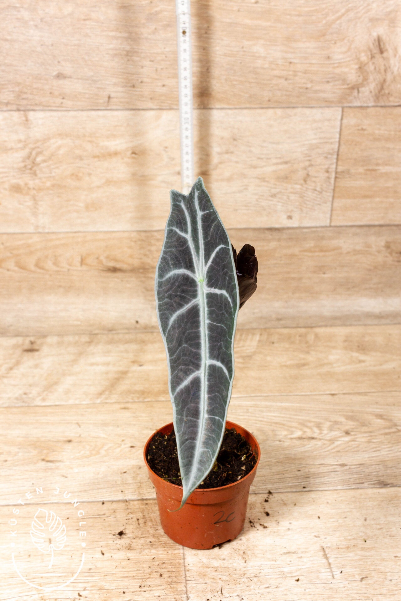 Alocasia longiloba purple 002C WYSIWYG