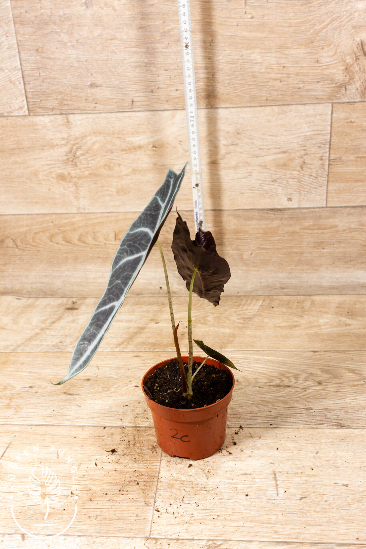 Alocasia longiloba purple 002C WYSIWYG – Bild 2