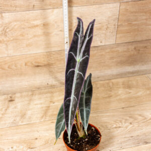 Alocasia longiloba purple 003C WYSIWYG