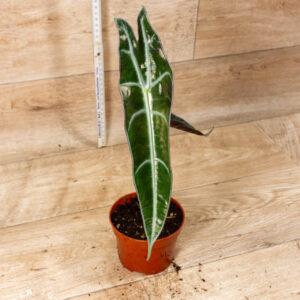 Alocasia longiloba purple 004C WYSIWYG