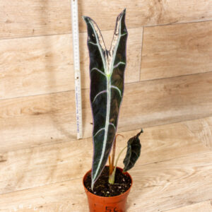 Alocasia longiloba purple 005C WYSIWYG