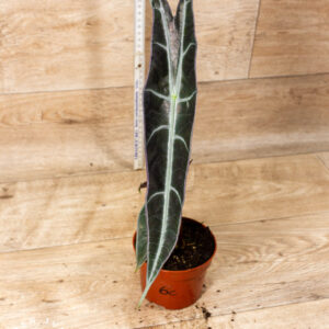 Alocasia longiloba purple 006C WYSIWYG