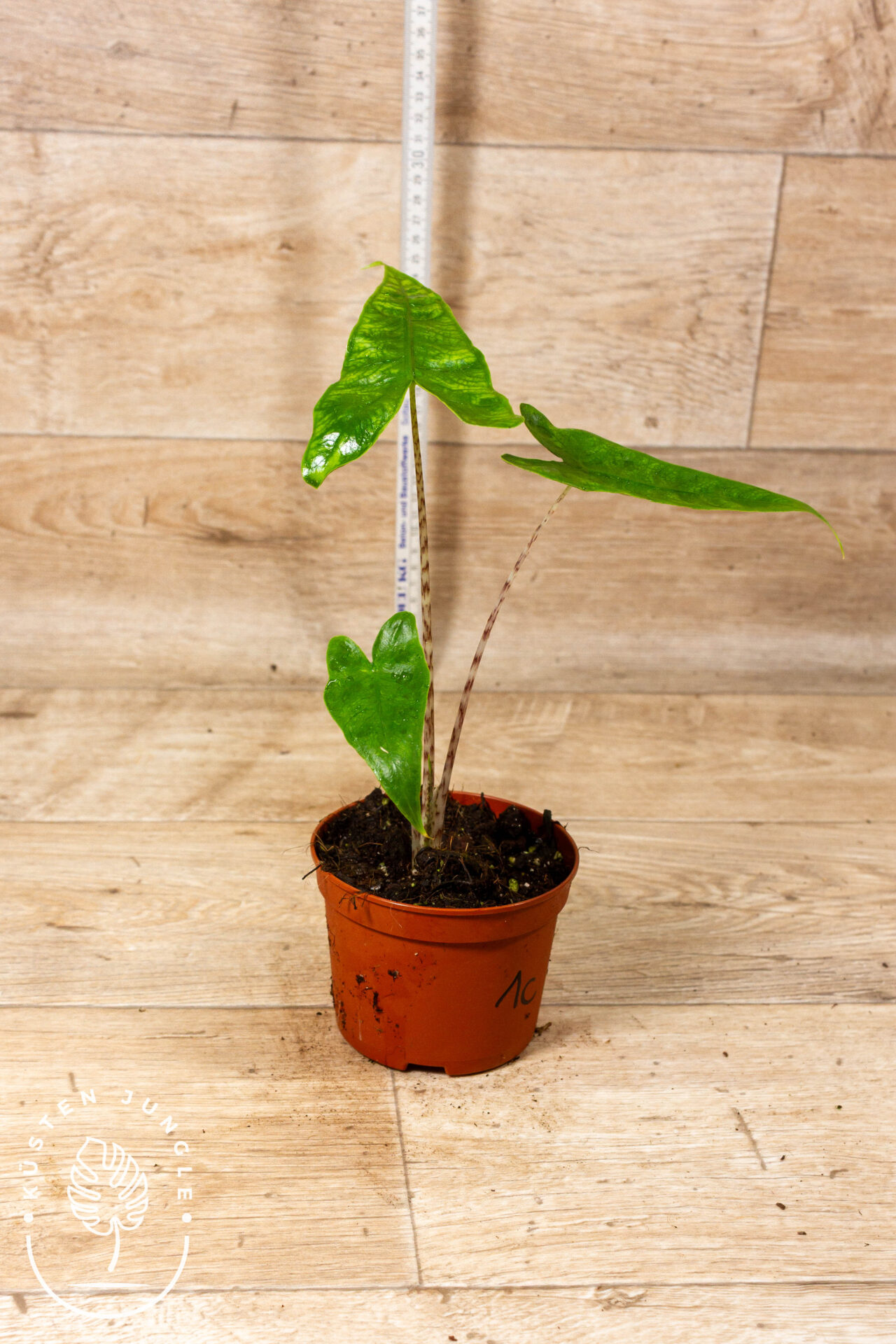 Alocasia reticulata 001C WYSIWYG - Image 2