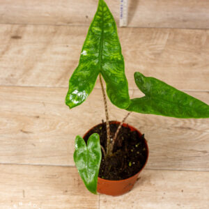 Alocasia reticulata 001C WYSIWYG