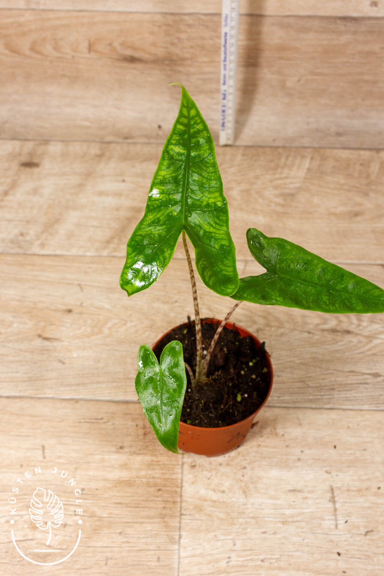 Alocasia reticulata 001C WYSIWYG