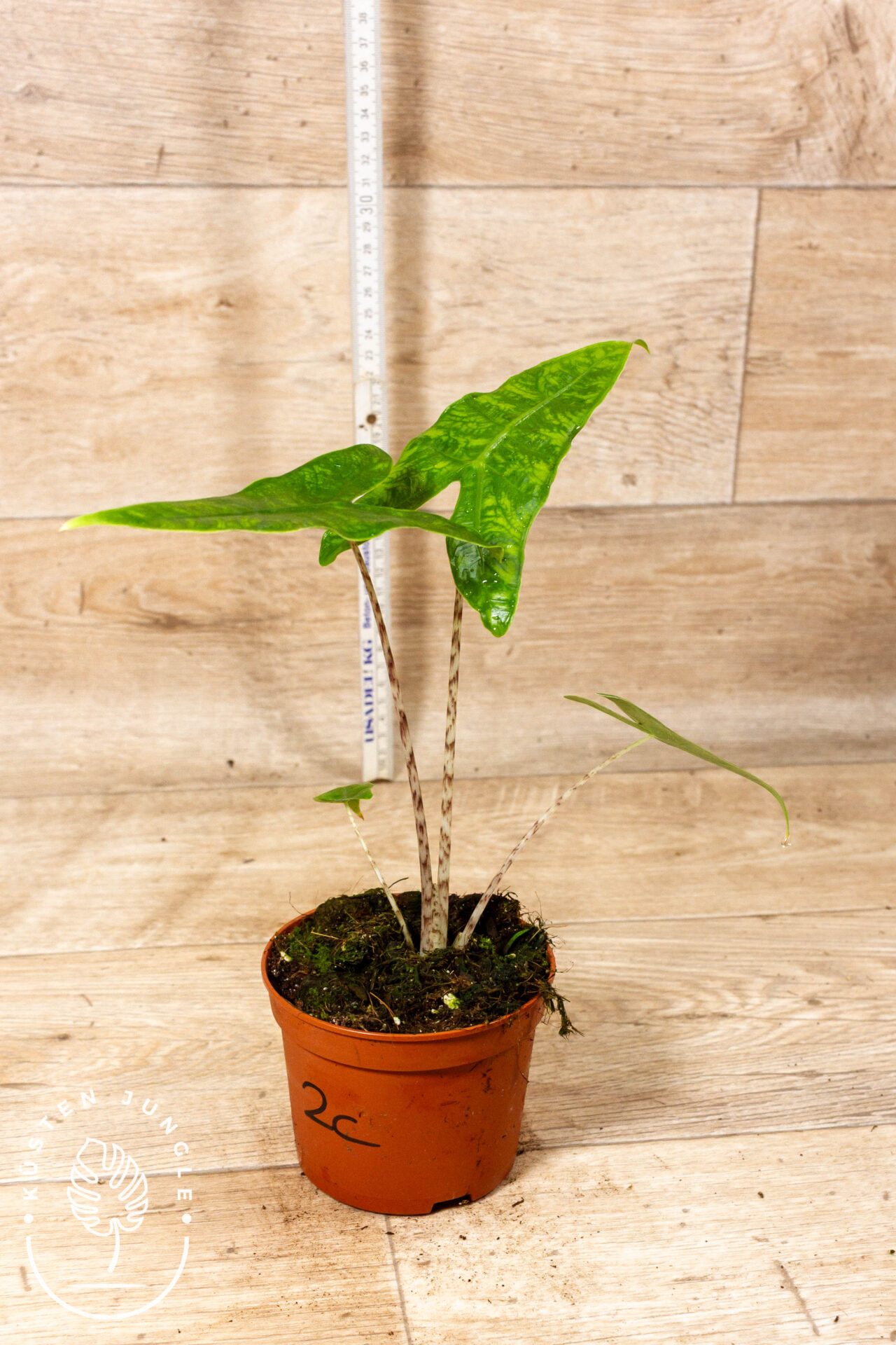 Alocasia reticulata 002C WYSIWYG - Image 2