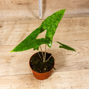 Alocasia reticulata 002C WYSIWYG