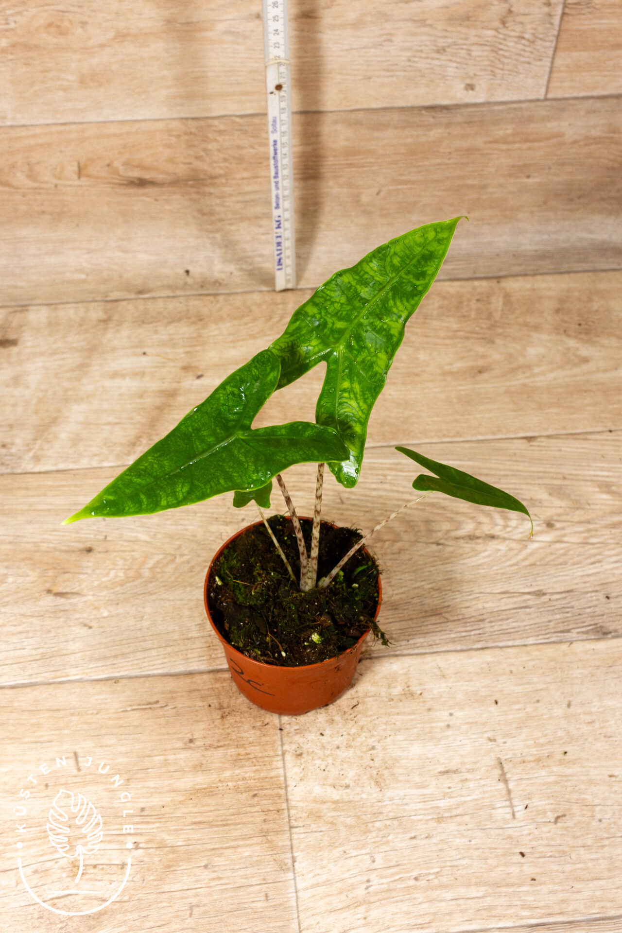 Alocasia reticulata 002C WYSIWYG