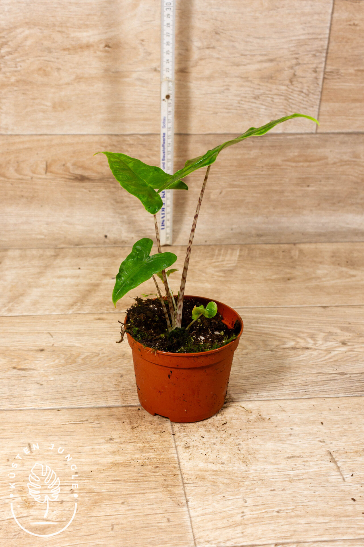 Alocasia reticulata 003C WYSIWYG – Bild 2