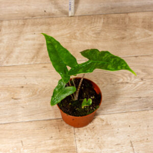 Alocasia reticulata 003C WYSIWYG