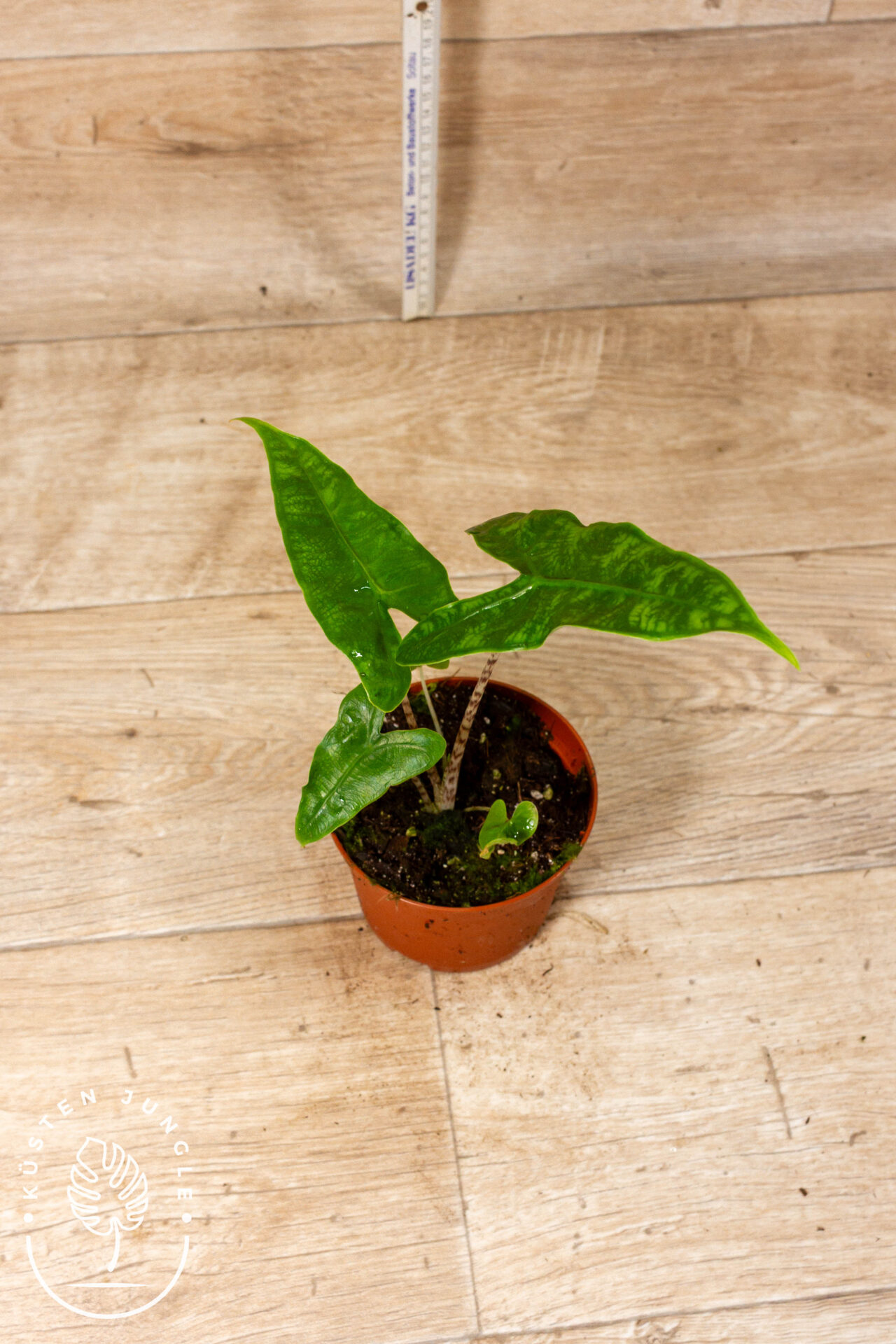 Alocasia reticulata 003C WYSIWYG