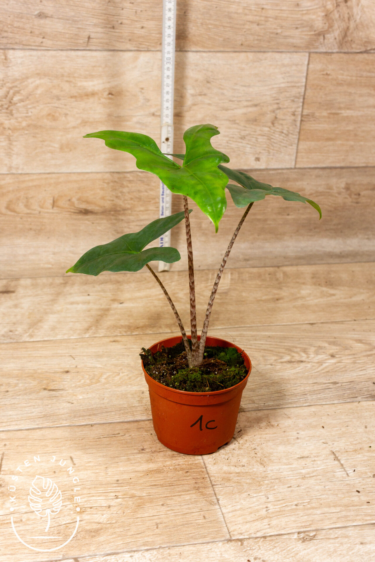 Alocasia batwing 001C WYSIWYG - Image 2