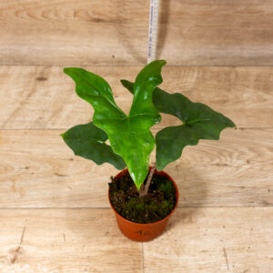 Alocasia batwing 001C WYSIWYG