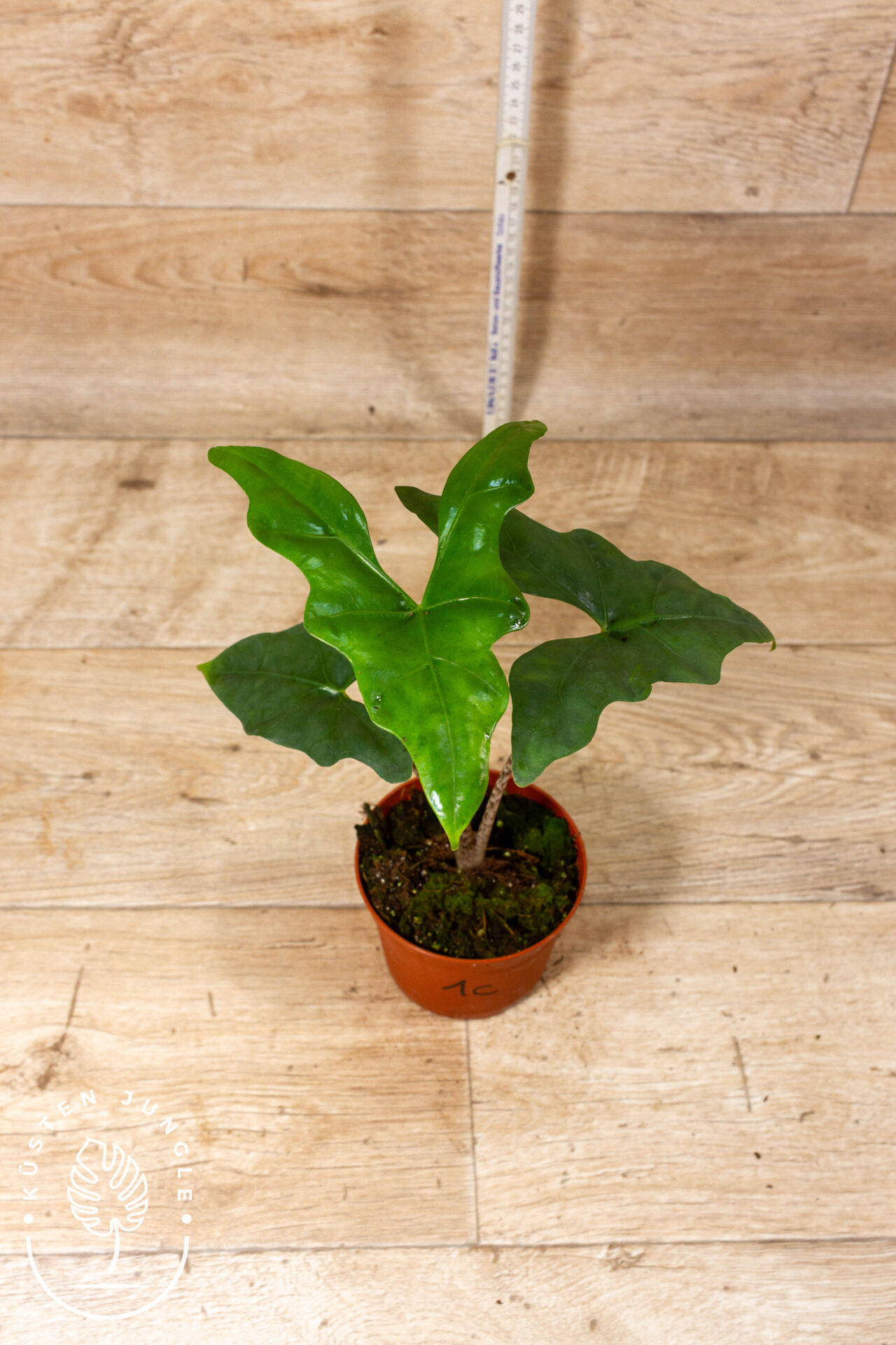 Alocasia batwing 001C WYSIWYG