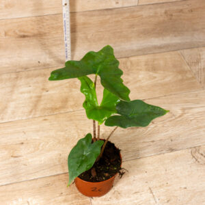 Alocasia batwing 002C WYSIWYG
