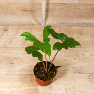 Alocasia batwing 003C WYSIWYG