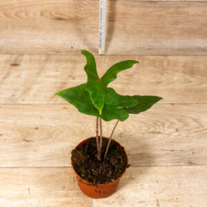 Alocasia batwing 004C WYSIWYG