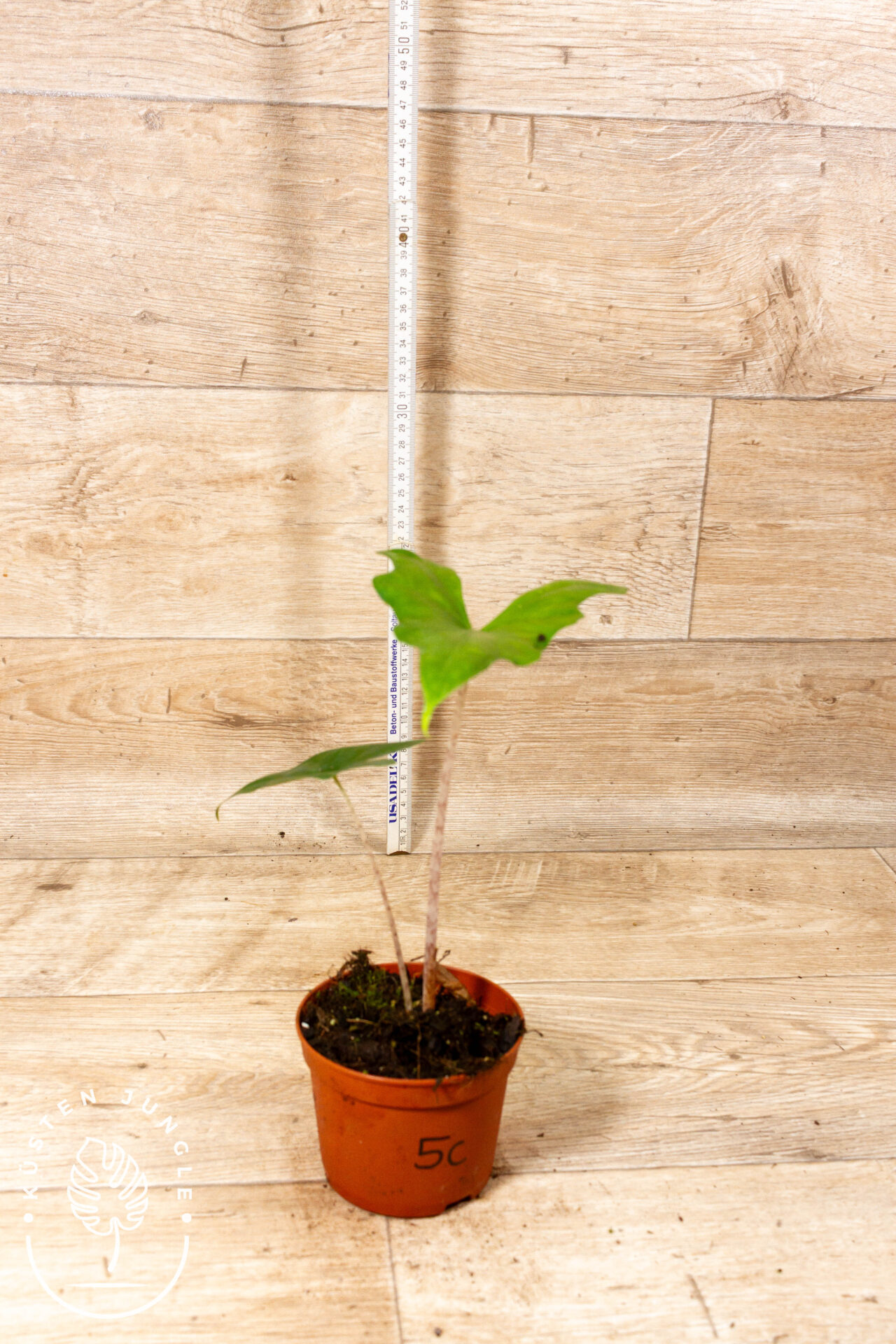 Alocasia batwing 005C WYSIWYG - Image 2