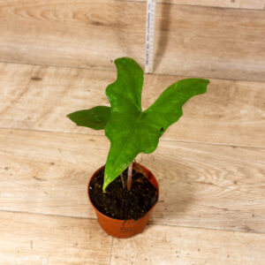 Alocasia batwing 005C WYSIWYG