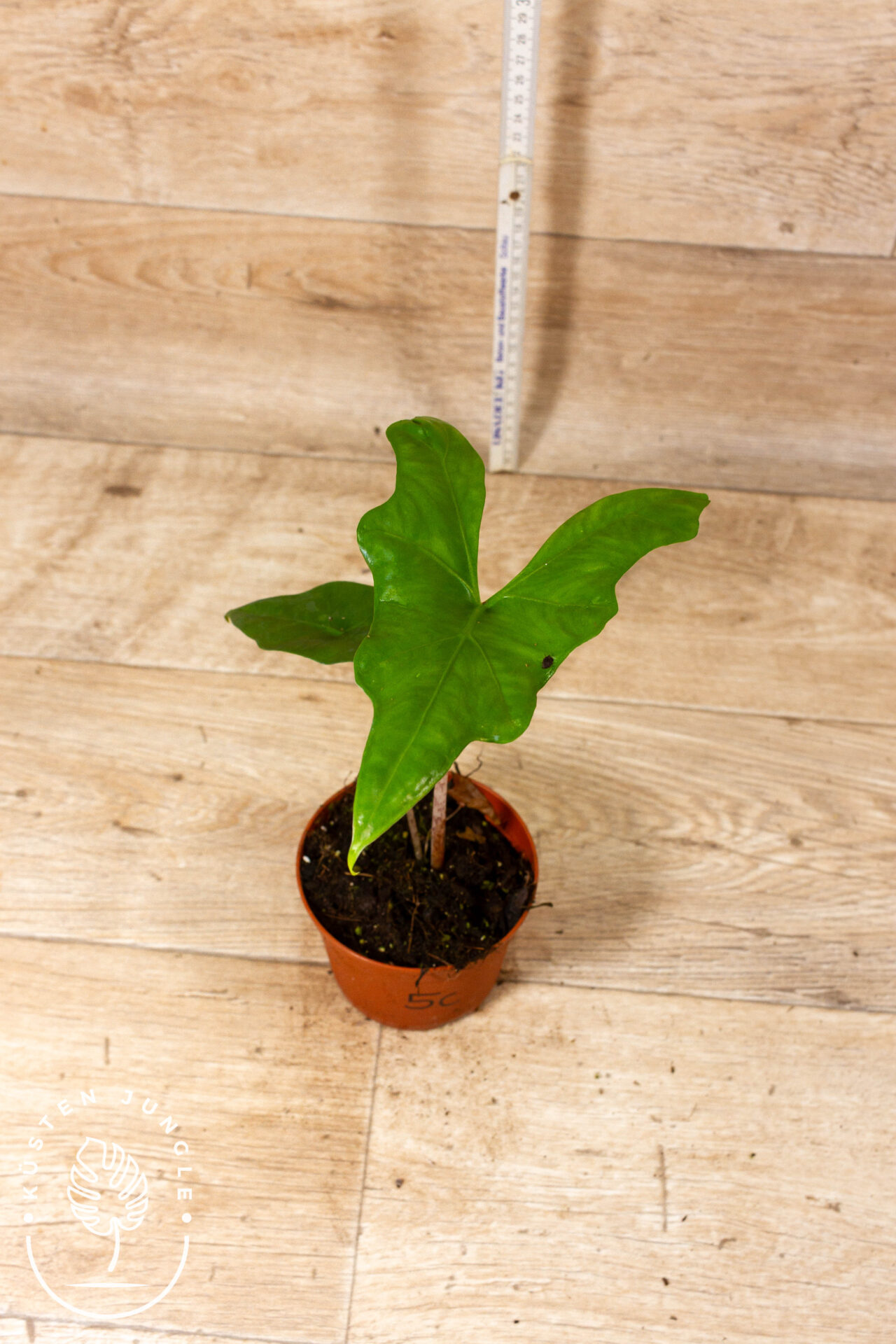 Alocasia batwing 005C WYSIWYG