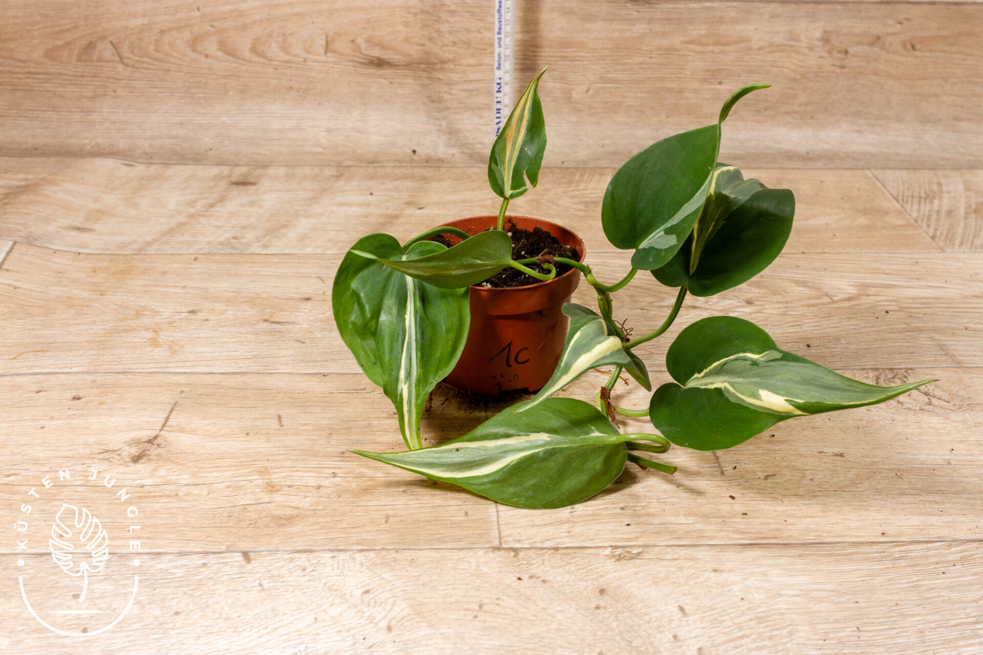 Philodendron hederaceum 'Rio' 001C WYSIWYG – Bild 2