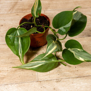 Philodendron hederaceum 'Rio' 001C WYSIWYG