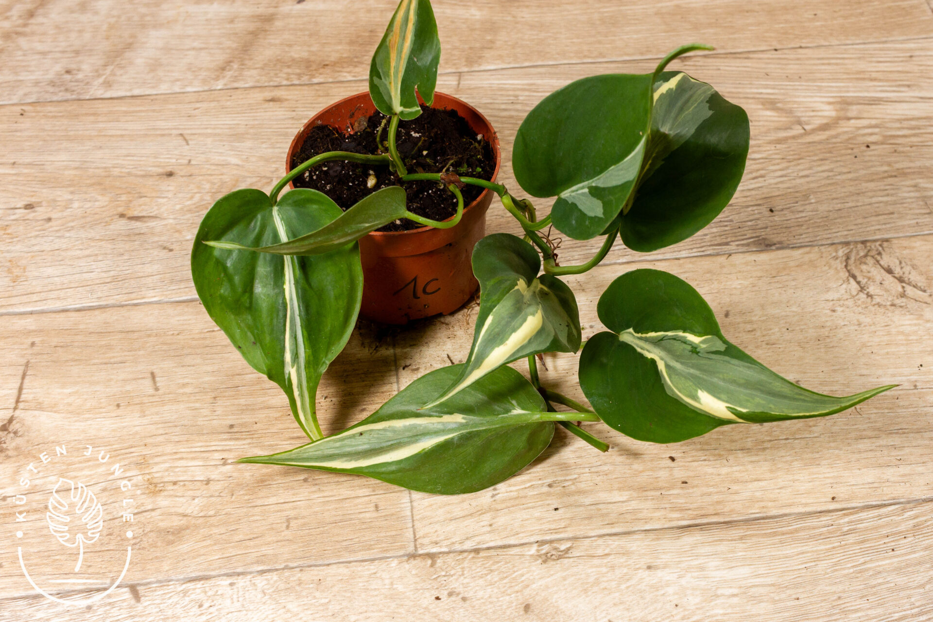 Philodendron hederaceum 'Rio' 001C WYSIWYG