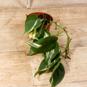 Philodendron hederaceum 'Rio' 002C WYSIWYG