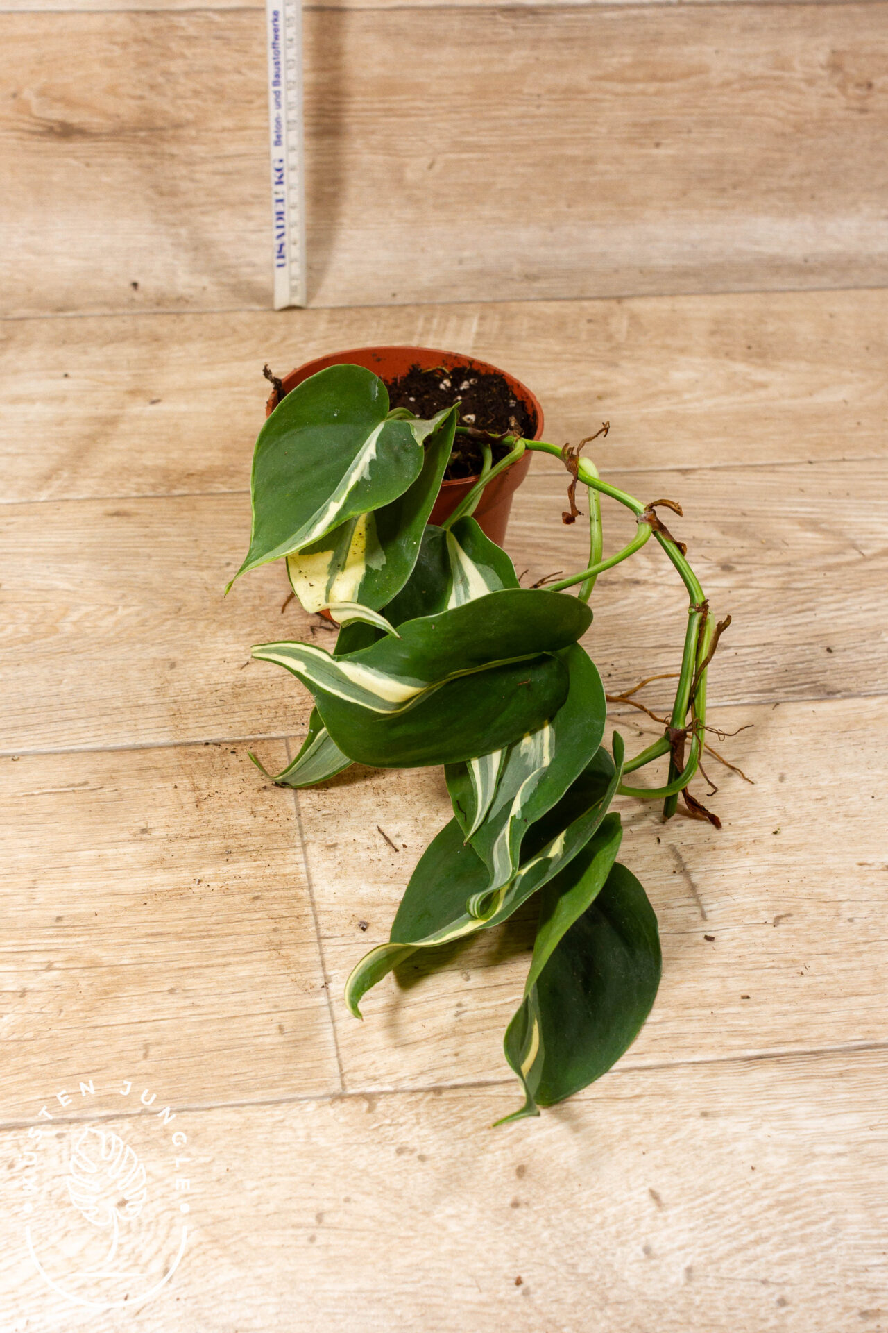 Philodendron hederaceum 'Rio' 002C WYSIWYG